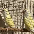 زوج روز اكوا أينوا