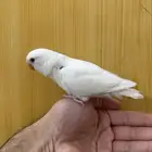 فررصه فروخ روز البينو حجم كبير عيون حمرر