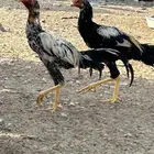 ديك باكستاني