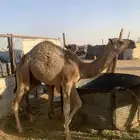 للبيع قعود احمر