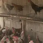 ديوك دجاج بلدي عمر اربعه اشهر الصحه ممتازه حجم جامبو