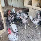 ديكين و4 دجاج افرق مقبع ماكنتوش