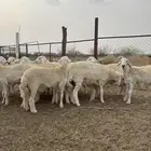 ذبايح للمناسبات