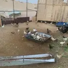 صوص بلدي صحة شرط العدد 200