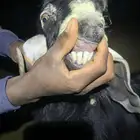 تيس فحل عارضي