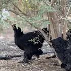 دجاج براهما