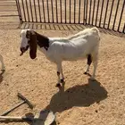 معزا البيع