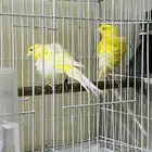 جوز كناري مفتل جاهز