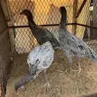 للبيع دجاج باكستاني العدد ثلاث دجاج