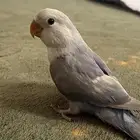 روز