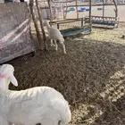 طليان للبيع العدد 2
