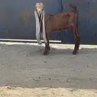 تيوس حجازية مشاريع فحول
