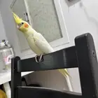 cocktail whistling sound hand tamed