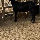عنز دافع قريب سنها رباع مقشع سديس