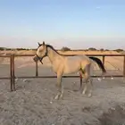 حصان مهر باوراق