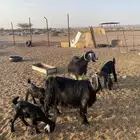 معزا ولد