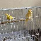 زوجين كناري منتجه تغريد حريقه