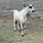 تيس فحل اكحل صنف