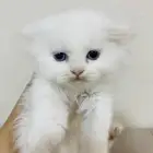 قط للبيع عمره شهر ونص