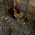 طقم دجاج كوشن