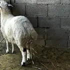 للبيع خرفان