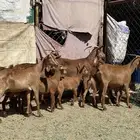 8 معزا حص دهم عليها 8 ذبايح ( تم البيع )