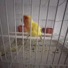 روز اليف للبيع. أنثى.