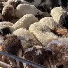 نعيم رخال وطليان 100 تمارا