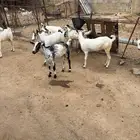 عناق الاب بيشي