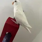 ببغاء روز اليف