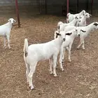 جفار بيشيات صنف