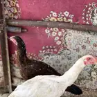 دجاج سندي ( ناوان )