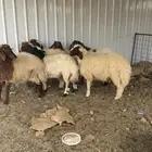 خرفان ورخال نعيم