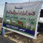 موسسة كنوز البراري للبيع المواشي