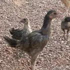 واحد صوص باكستاني العمر شهرين وصيصان بلدي العمر شهر العدد12