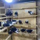 حمام قطايف
