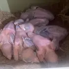 فروخ غر جاوا اقات نورمل