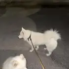 كلب للتبني Dogs for Adoptionبمبلغ الف