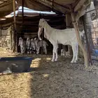 عنز والد معها تيس خصم صنف