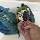 فرخ مكاو بعمر شهرين