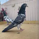 للبيع جوز رام