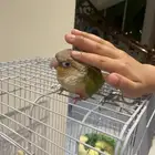 كنيور اناناس