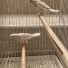 بنقليز كرست طفرة