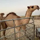 بكرة مفروده جدها الحاكم
