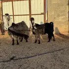 معزا عوارض فاخرات منوة القناااي