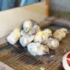 فروخ فيومي المنيوم وفيومي شبابي و براهما