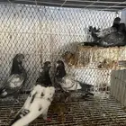 زوج تيدي مع طباته