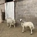 اربع خرفان