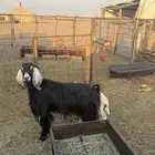 عنز حليب معها داغور