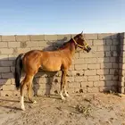 مهره عربيه